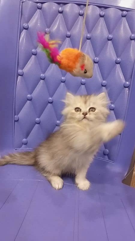 Persian semi punch female kitten 2