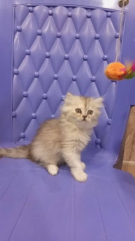 Persian semi punch female kitten 3