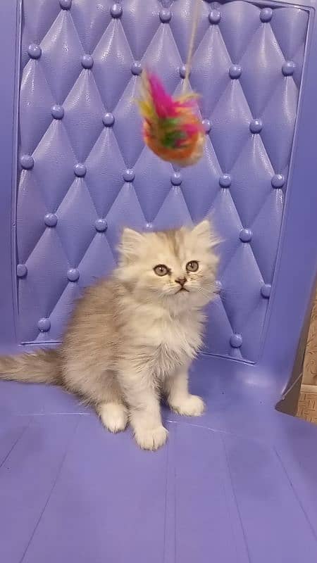 Persian semi punch female kitten 4