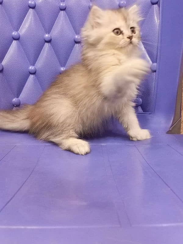 Persian semi punch female kitten 5