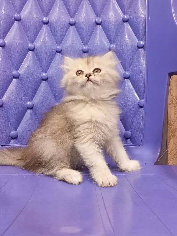 Persian semi punch female kitten 6