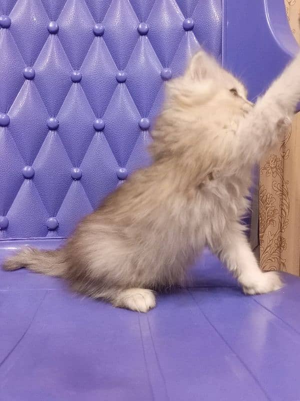 Persian semi punch female kitten 7