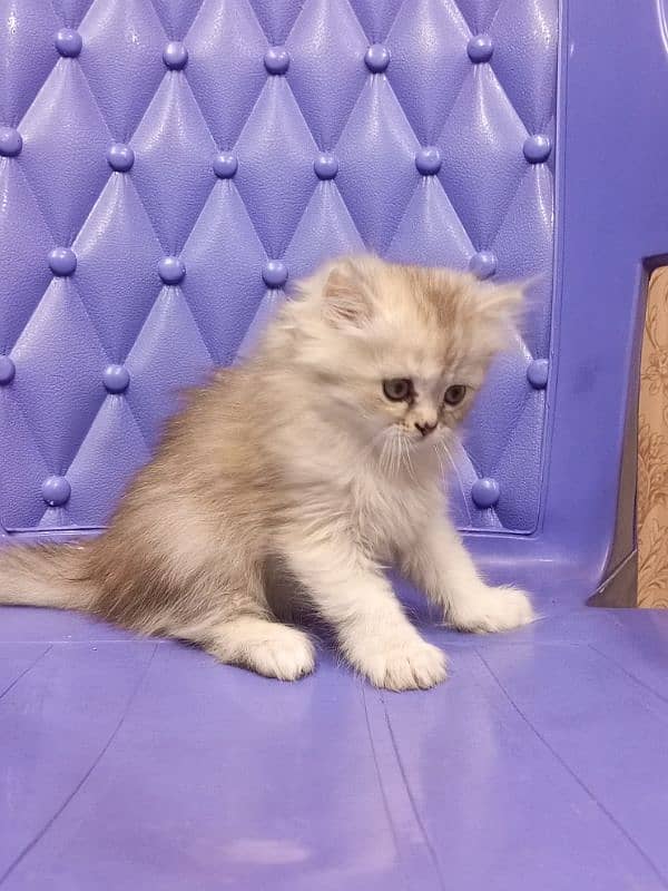 Persian semi punch female kitten 9