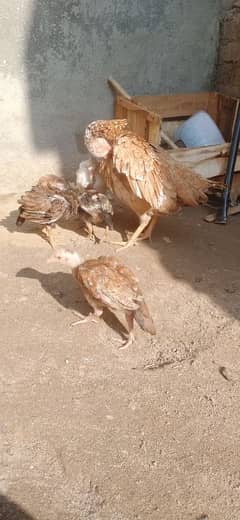 aseel murgi for sale with 4 chiks 4 month