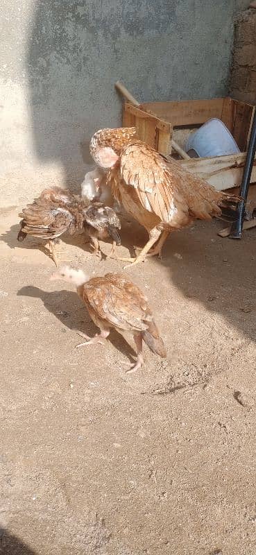 aseel murgi for sale with 4 chiks 4 month 0