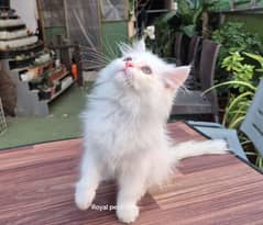 Persian cat My WhatsApp number 03430693417 for sale