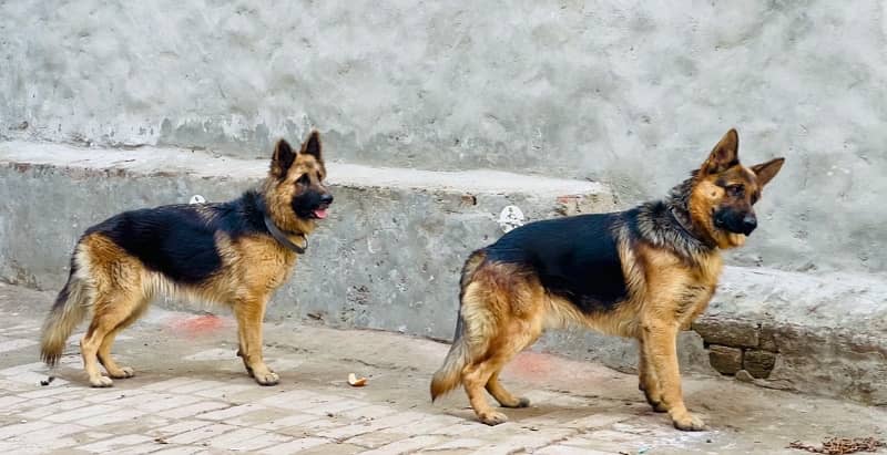 German shepherd 03234696626 0