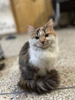 calico persien cat full active and healthy