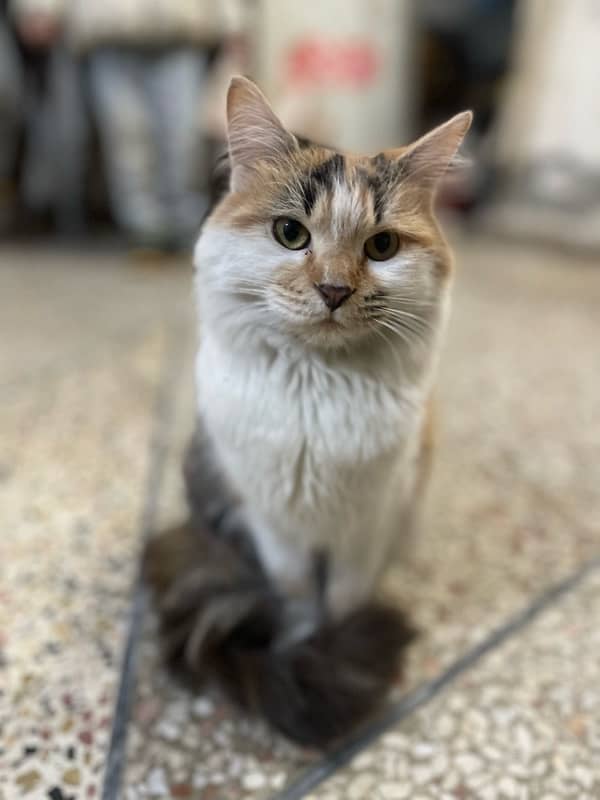 calico persien cat for sale 1