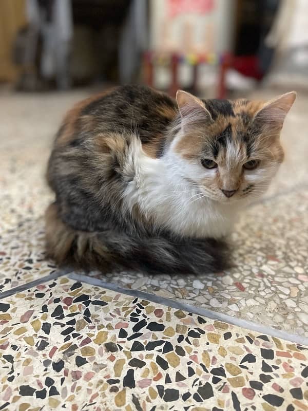 calico persien cat for sale 2