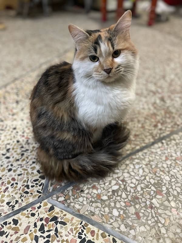 calico persien cat for sale 3