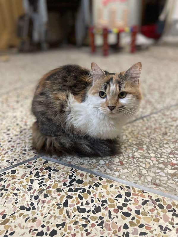 calico persien cat for sale 4