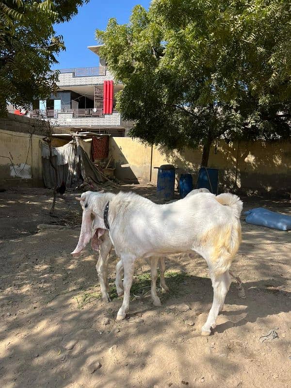 pure gulabi bakra 4