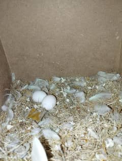 Albino Breeder Pair For Sale