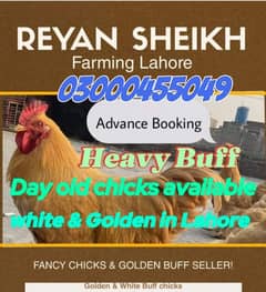 Golden buff chicks and Bantam