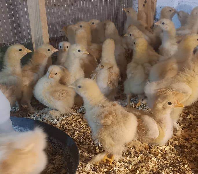 Golden buff chicks and Bantam 5