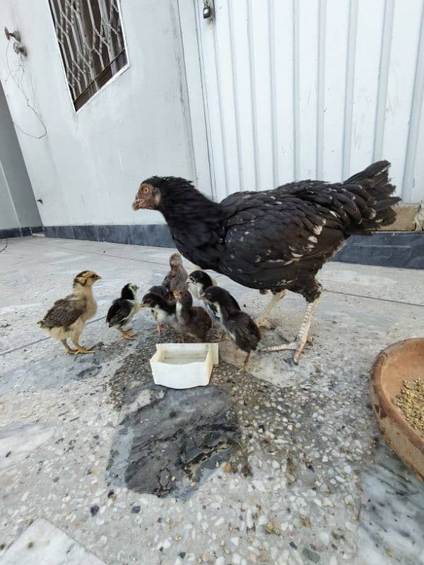 Aseel Kulangi mianwali chicks 2