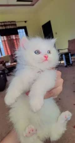 quality Persian panch face cate & kittan male female both available h