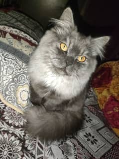 Persian