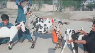 shera print bakri 3 bacchon ke sath For sale WhatsApp on 0370,4815,728