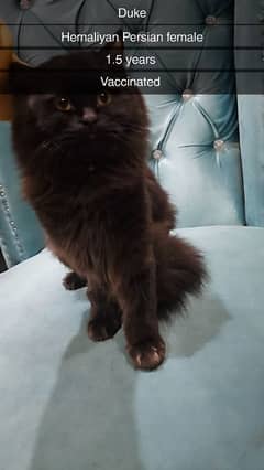 Persian cat's high quality