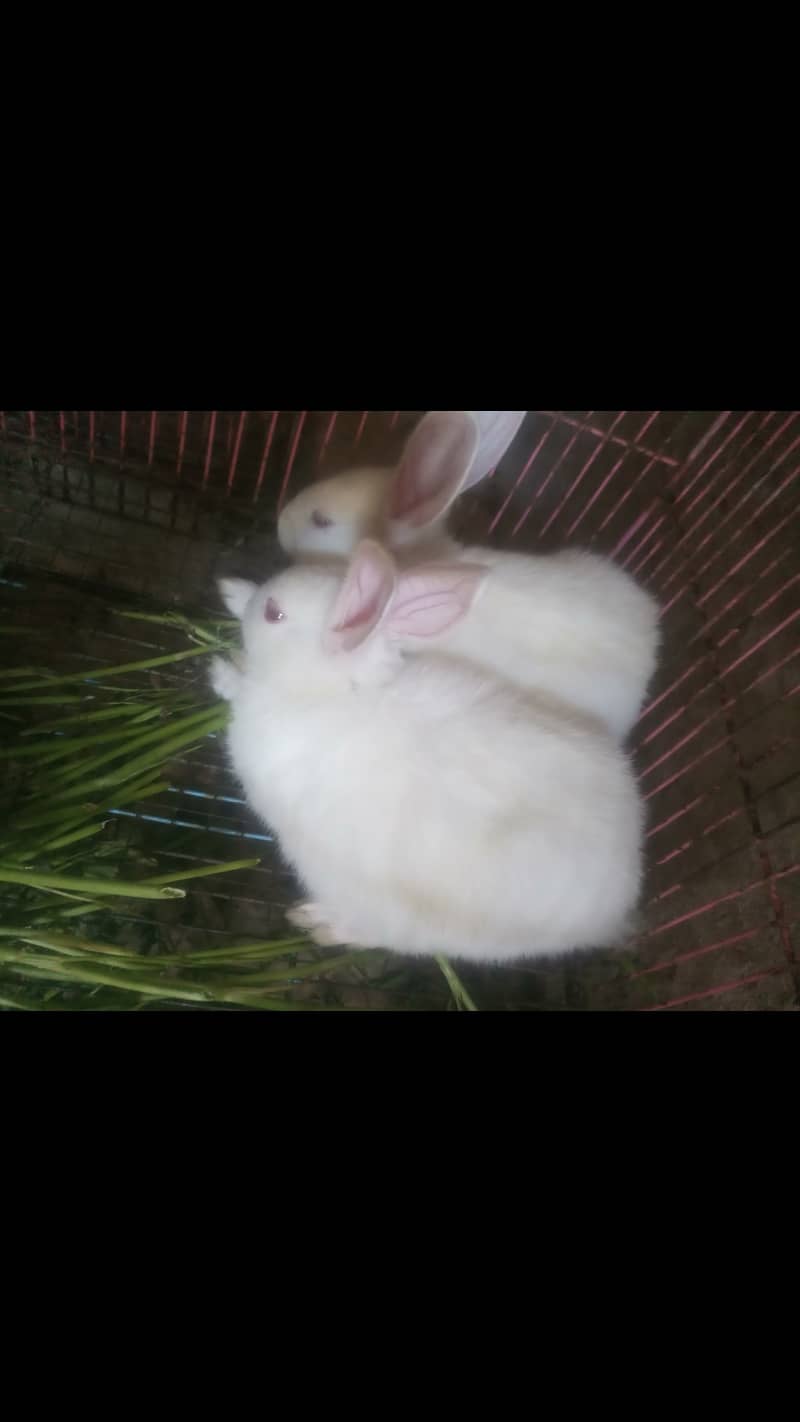 Red eyes rabbits۔ 0