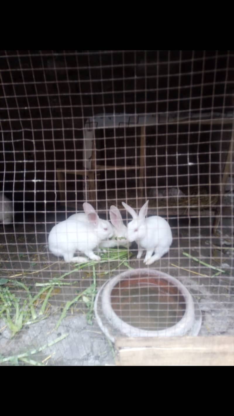 Red eyes rabbits۔ 1