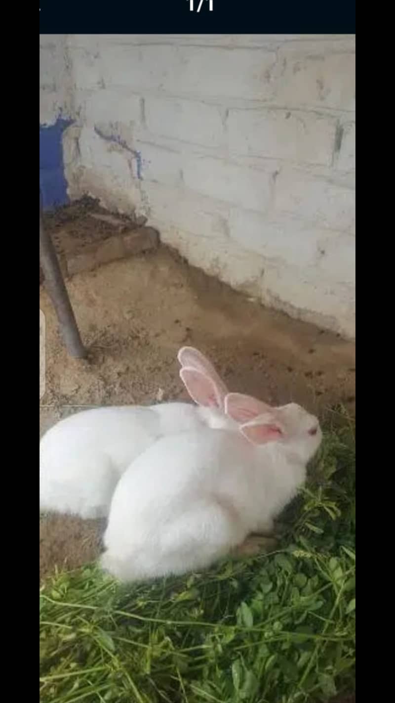 Red eyes rabbits۔ 2