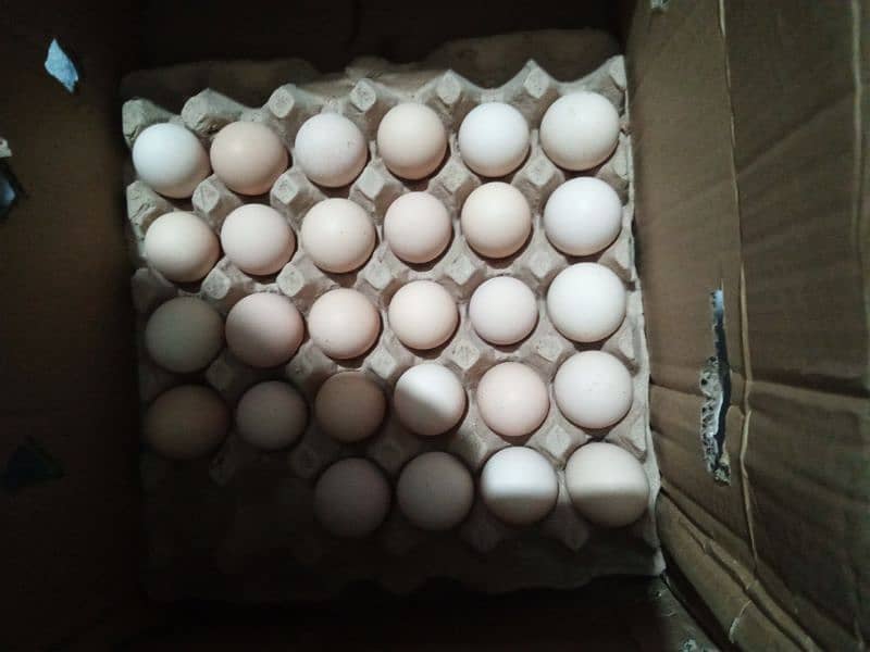 desi fertile eggs 0