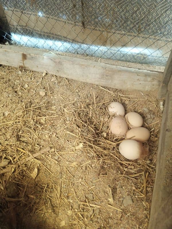 desi fertile eggs 2