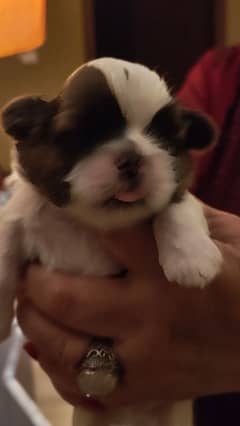 Shih Tzu / Shitzu Pedigreed Puppies for sale