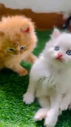 Persian cat eag 2 month for sale 03250120476 WhatsApp