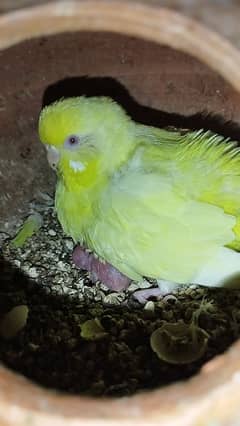 Australian breeder parrots for sale