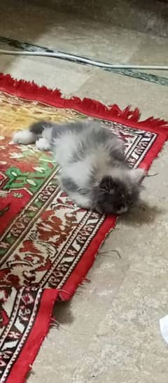 Female Persian Cat Piki Face 3riple Coated # Watsapp  03274706406