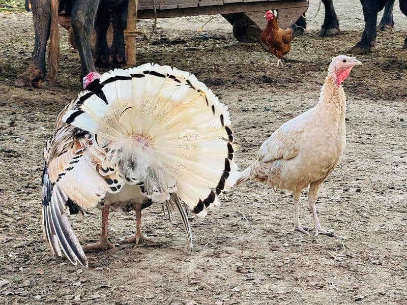 turkey trio set 1 male female. hen 1