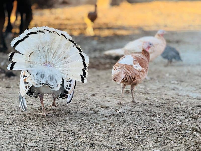 turkey trio set 1 male female. hen 2