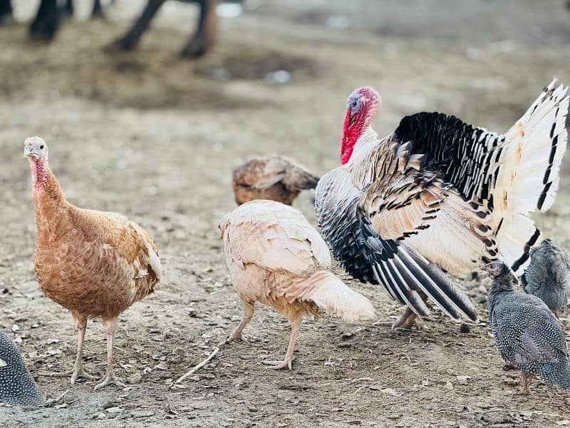 turkey trio set 1 male female. hen 3