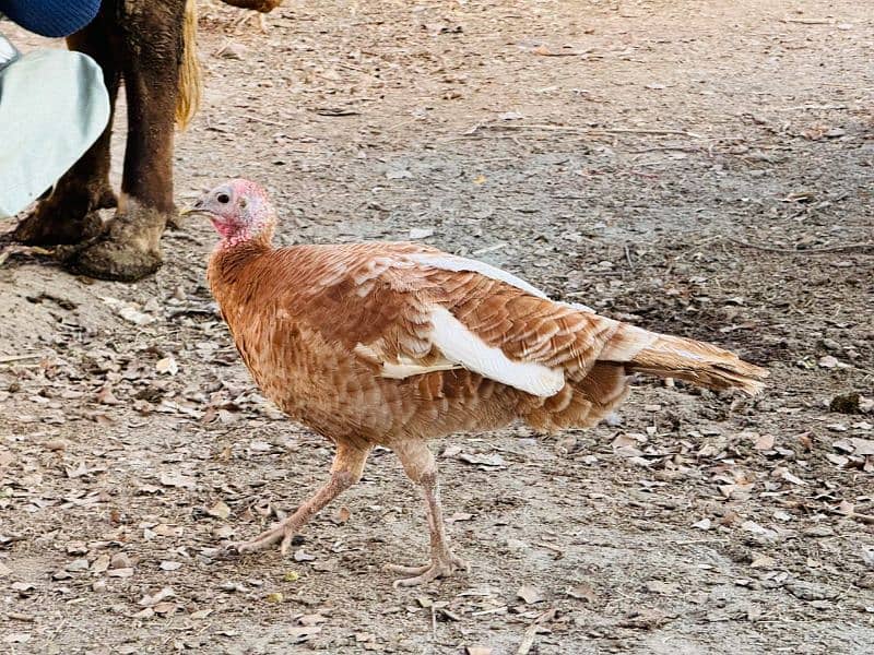 turkey trio set 1 male female. hen 4