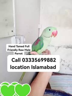 Final 18000 Hand Tamed Full Friendly Kashmiri Raw Male Parrot