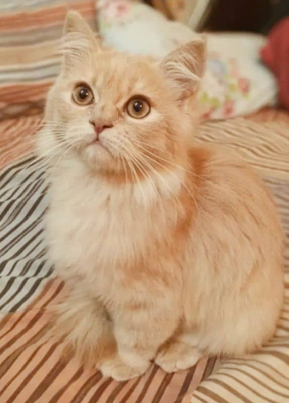 Persian cat / cat 4