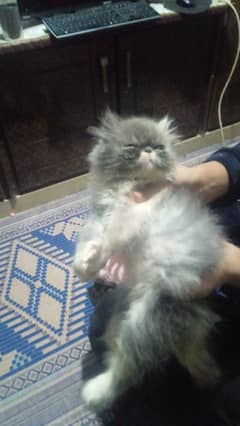 Persian Cat Female | Piki Face | Triple Coated | WATSAPP | 03486223941