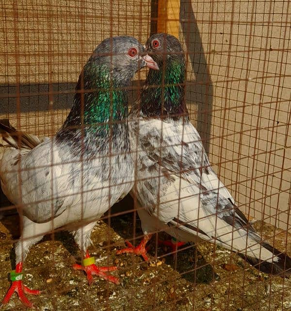 pigeon pure kamgar pair argent sale ? 0