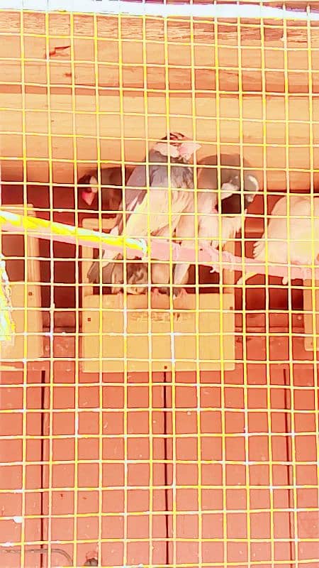 java birds all young healthy and active 0