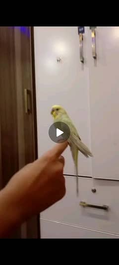 hand tame budgie available