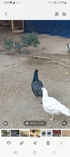 2 female Aseel hens