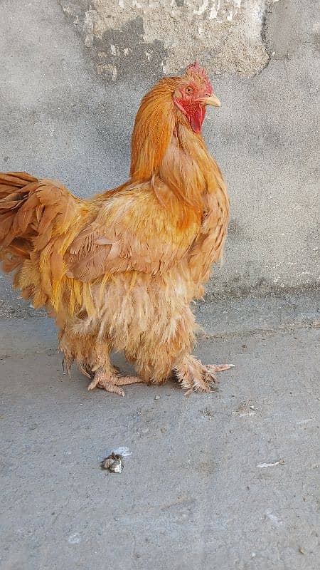 Golden heavy buff male |black bantam female |Aseel mianwali female | 0