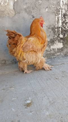 Black bantam female |Aseel mianwali female |Golden heavy buff |dasi