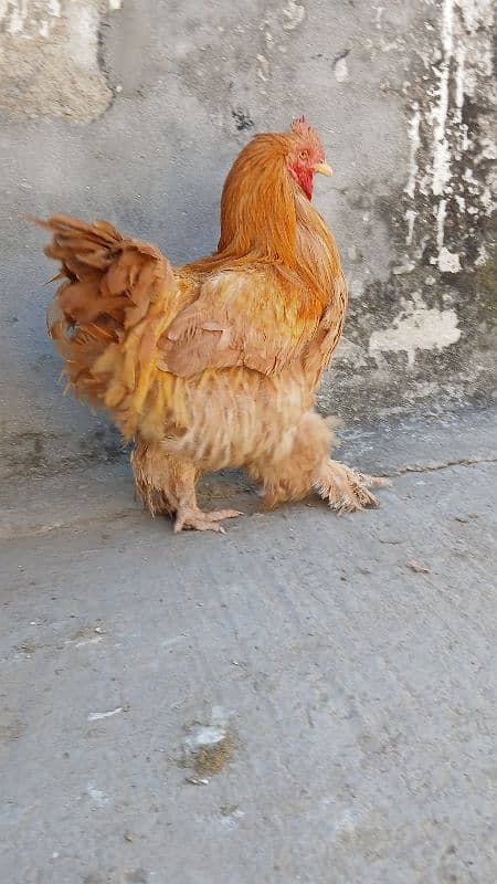 Golden heavy buff male |black bantam female |Aseel mianwali female | 1