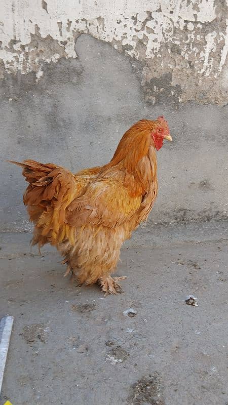 Golden heavy buff male |black bantam female |Aseel mianwali female | 2