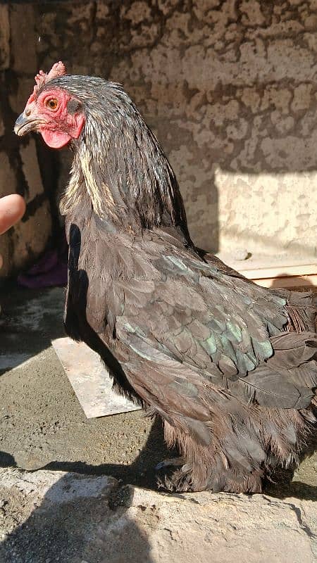 Golden heavy buff male |black bantam female |Aseel mianwali female | 3